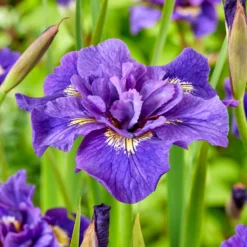 Sibirische Schwertlilie Double Standard - Blaue Blüten ganz einfach