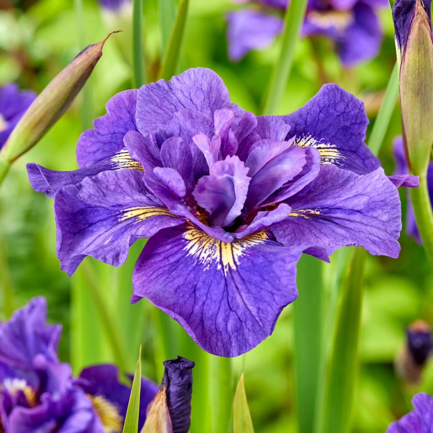 Sibirische Schwertlilie Double Standard - Blaue Blüten ganz einfach
