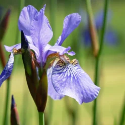 Sibirische Schwertlilie ‘Fran’s Gold’® - Goldgelbe Blüten am Teich