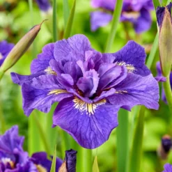 Sibirische Schwertlilien Mischung - Sibirische Iris, doppelte Blüten