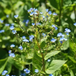Sibirisches Vergissmeinnicht - Blaues Blütenmeer im Schatten
