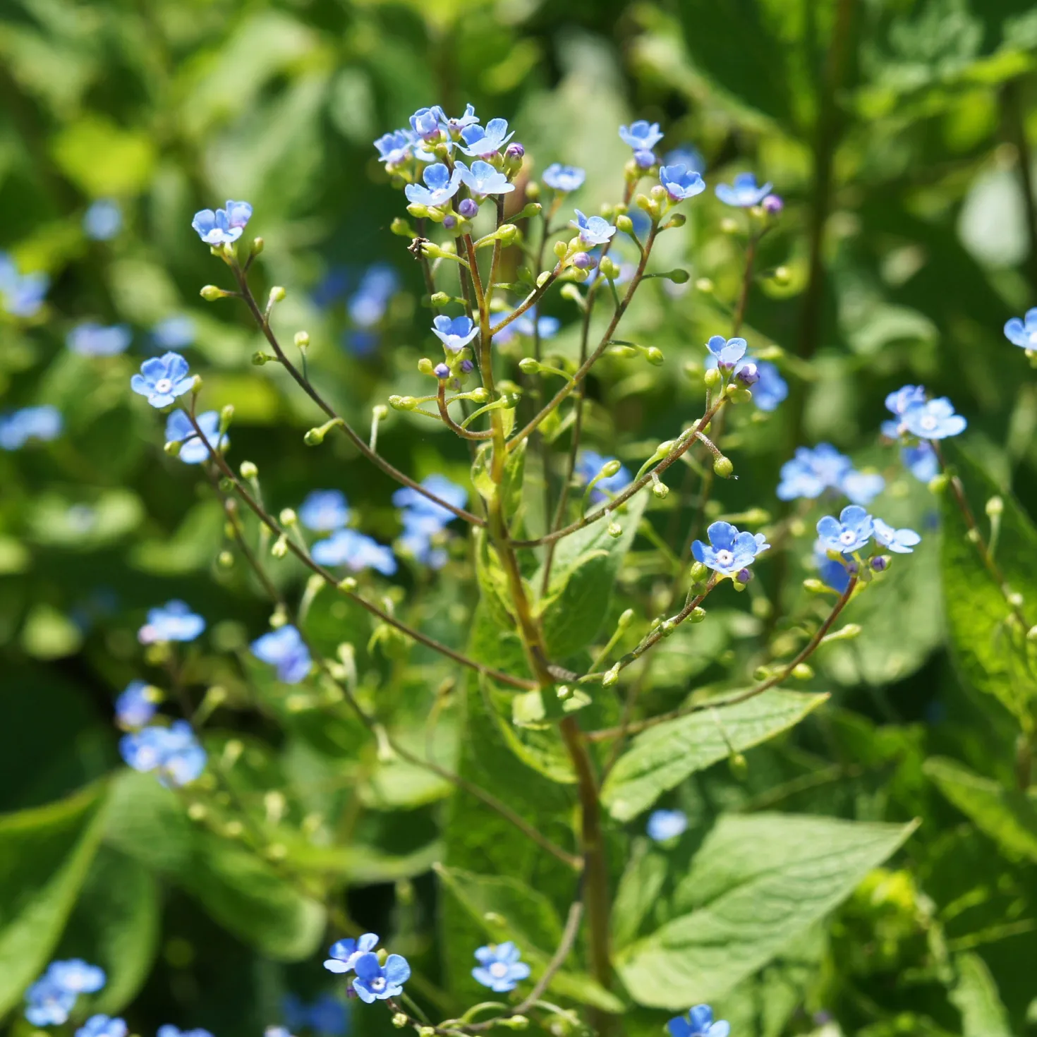 Sibirisches Vergissmeinnicht - Blaues Blütenmeer im Schatten