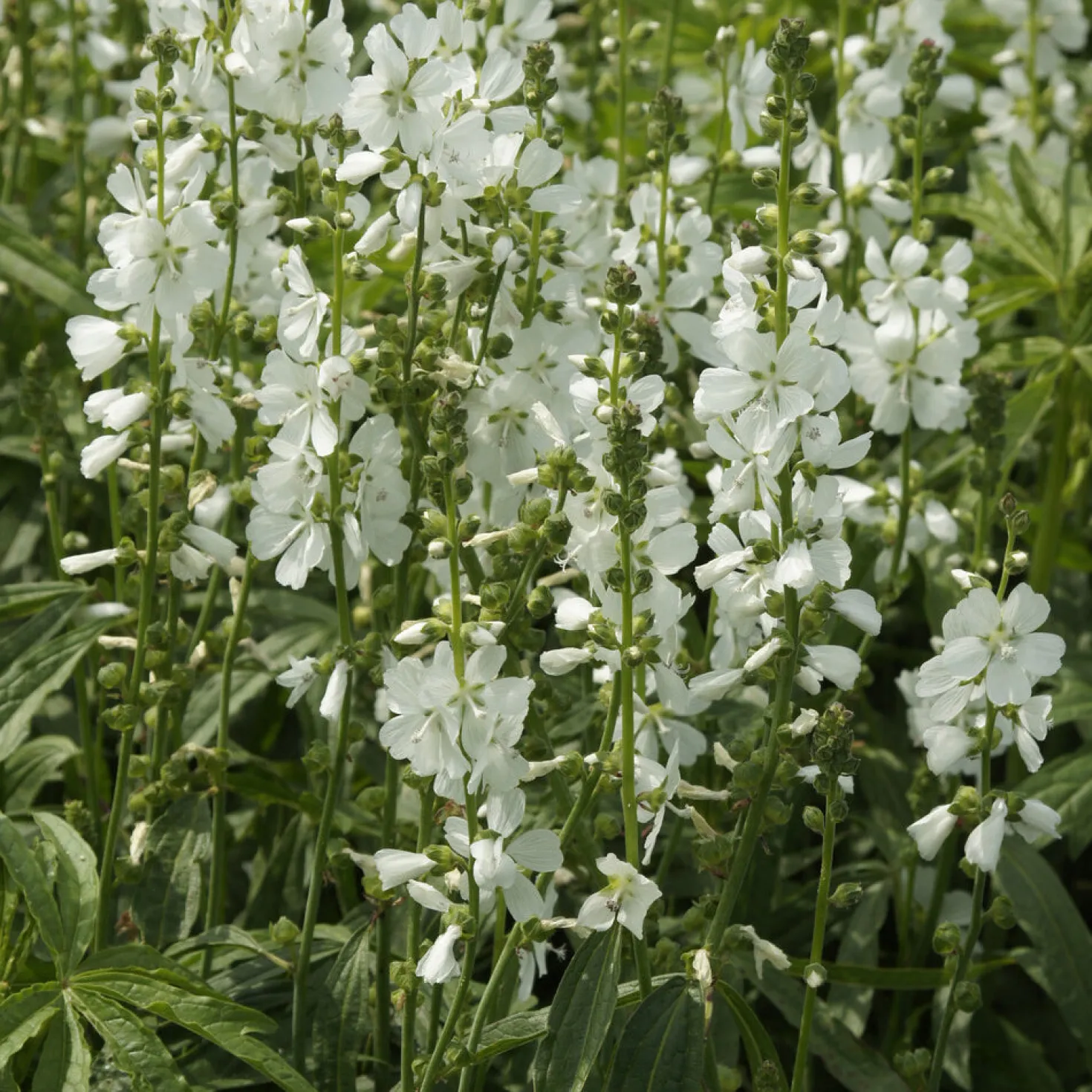 Sidalcea candida - Weiße Blüten den ganzen Sommer