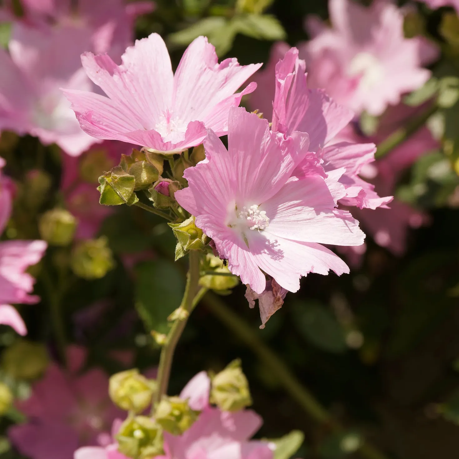 Sigmarskraut 'Fastigiata' - Rosa Blüten den ganzen Sommer