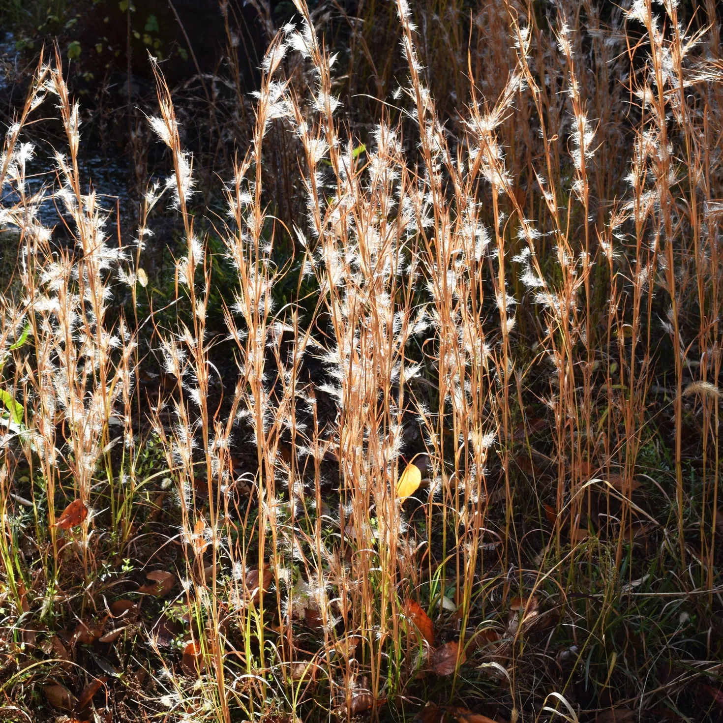 Silber Bartgras - Silbriger Glanz im Herbst