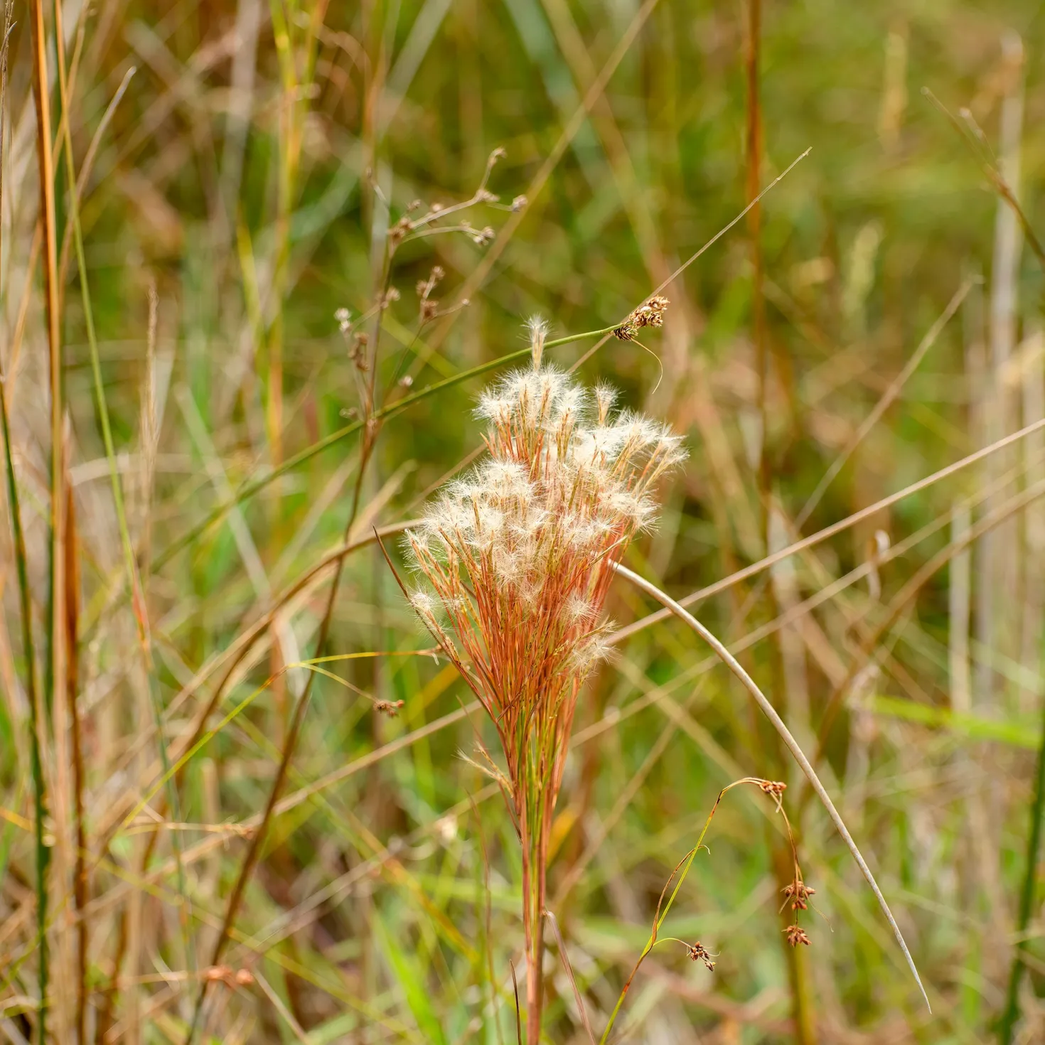 Silber Bartgras - Silbriger Glanz im Herbst