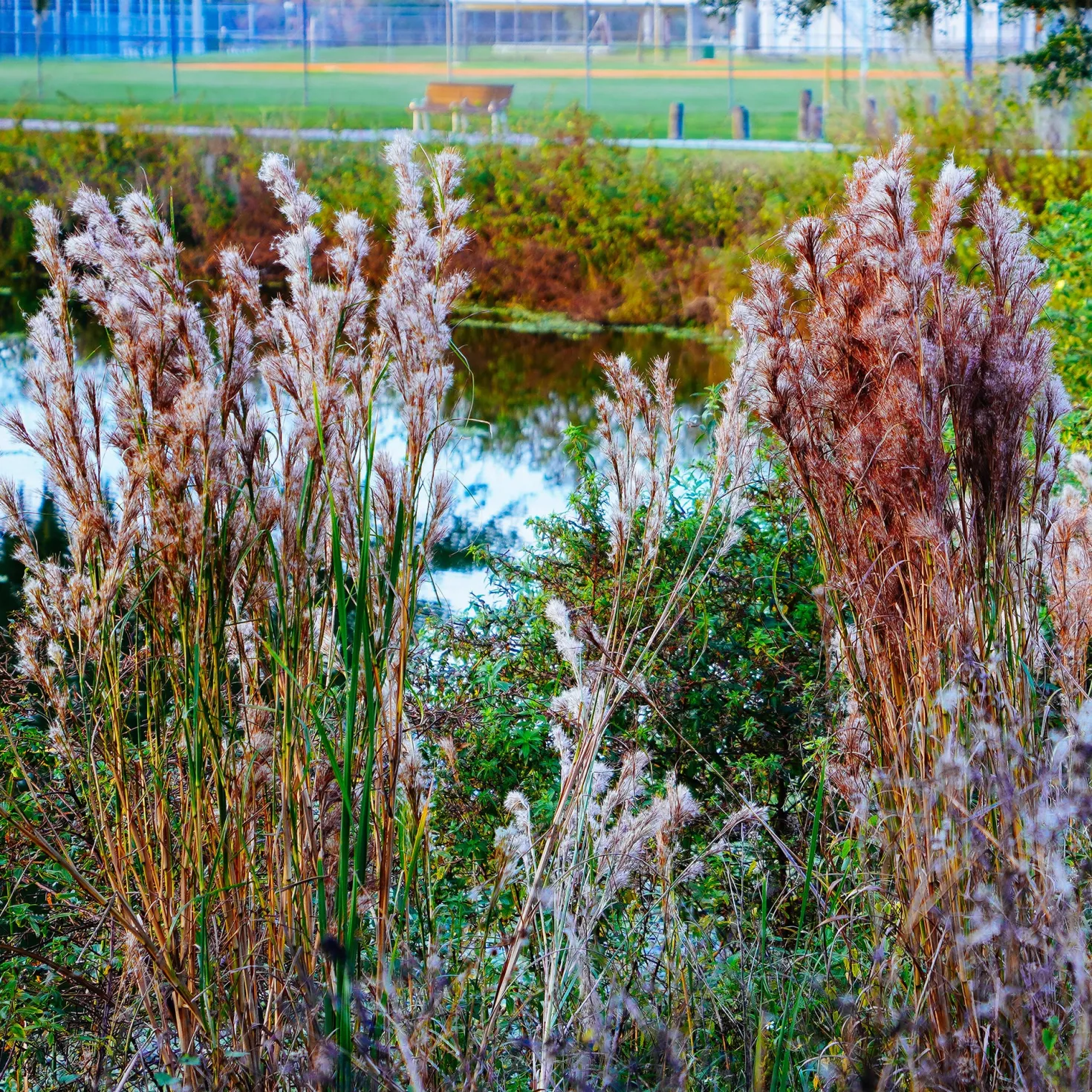 Silber Bartgras - Silbriger Glanz im Herbst