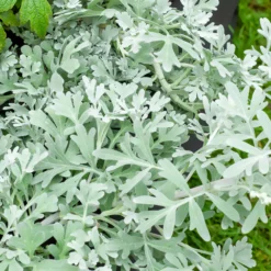 Silber-Beifuß ‘Boughton Silver’ - Silberteppich sofort im Beet