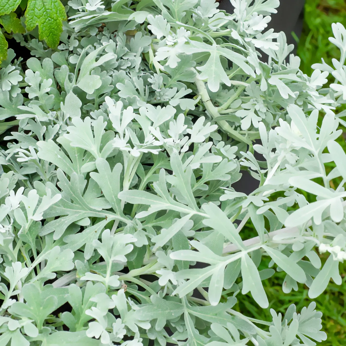 Silber-Beifuß ‘Boughton Silver’ - Silberteppich sofort im Beet