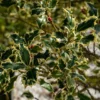 Silberbunte Stechpalme - Struktur im Garten das ganze Jahr