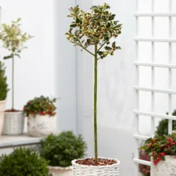Silberbunte Stechpalme - Struktur im Garten das ganze Jahr