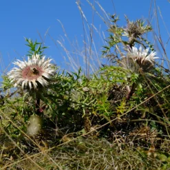 Silberdistel - Alpenlook ohne Aufwand