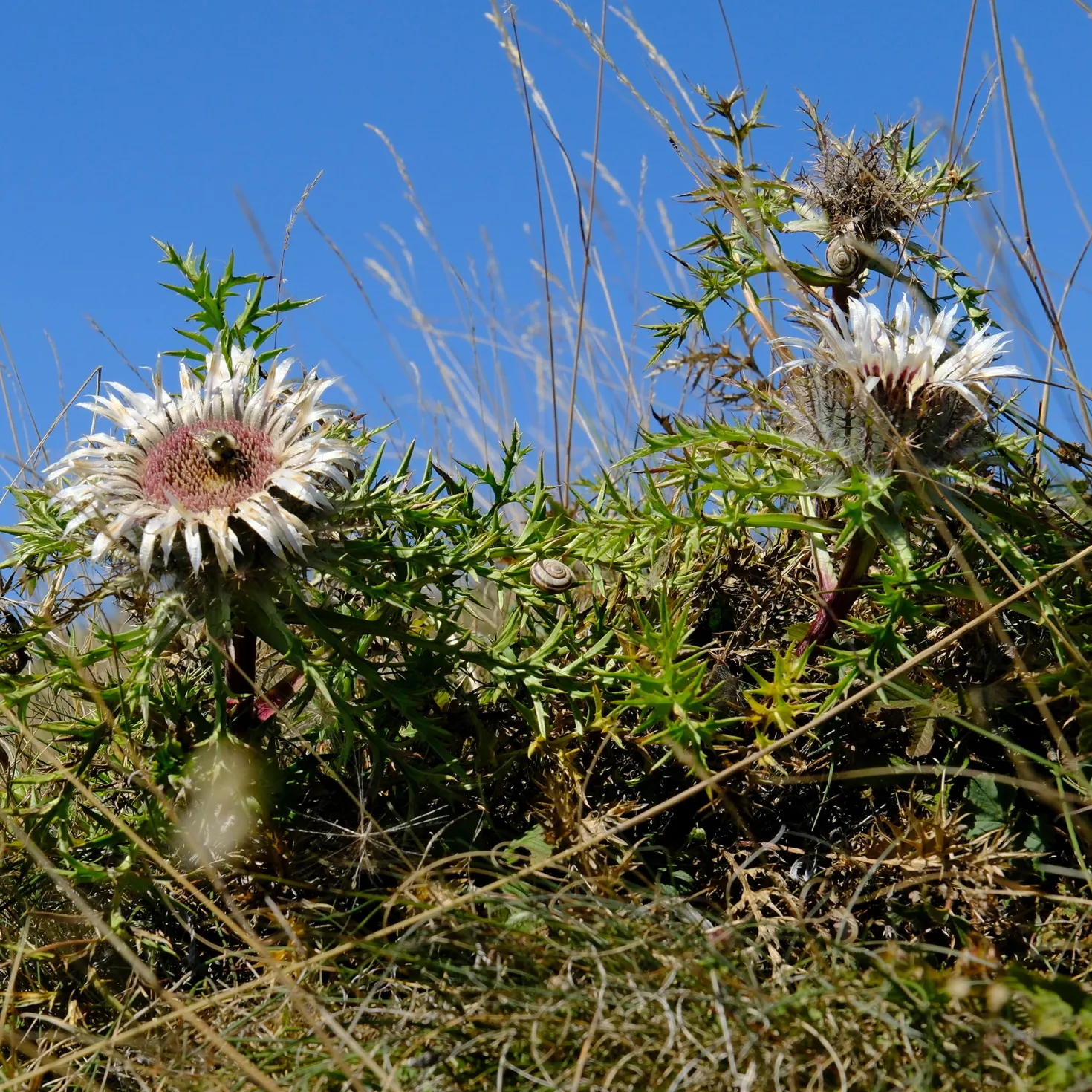 Silberdistel - Alpenlook ohne Aufwand