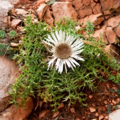 Silberdistel - Alpenlook ohne Aufwand