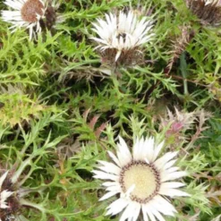 Silberdistel - Alpenlook ohne Aufwand