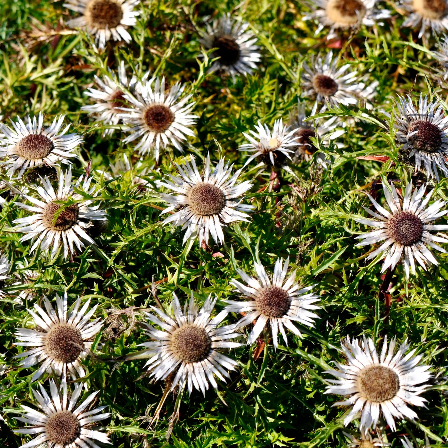 Silberdistel - Alpenlook ohne Aufwand