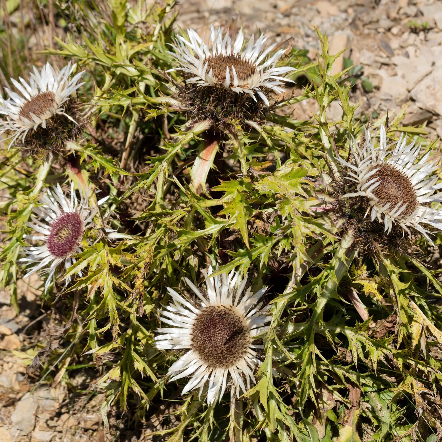 Silberdistel - Alpenlook ohne Aufwand