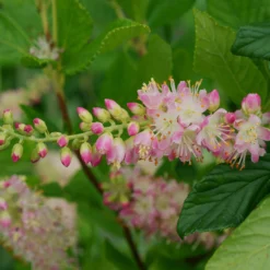 Silberkerzenstrauch Pink Spire - Duft und Rosa im Sommer