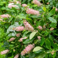 Silberkerzenstrauch Pink Spire - Duft und Rosa im Sommer