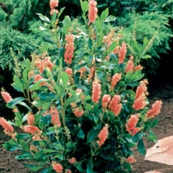 Silberkerzenstrauch Pink Spire - Duft und Rosa im Sommer