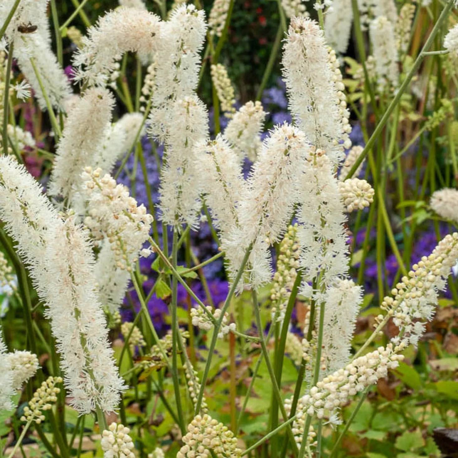 Silberkerze White Pearl - Duftende Blüten im Herbst