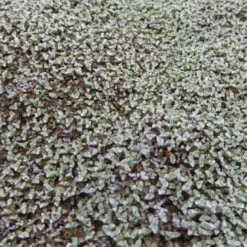 Silberkissen - Silberteppich für sonnige Beete