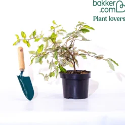 Silber-Ölweide ‘Maculata’ - Goldlaub das ganze Jahr