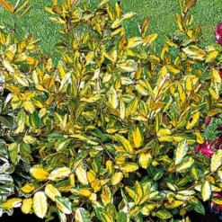 Silber-Ölweide ‘Maculata’ - Goldlaub das ganze Jahr