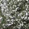 Silberpappel - Silbern glänzend im Wind