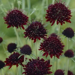Skabiose ‘Chile Black’ - Fast schwarze Blüten