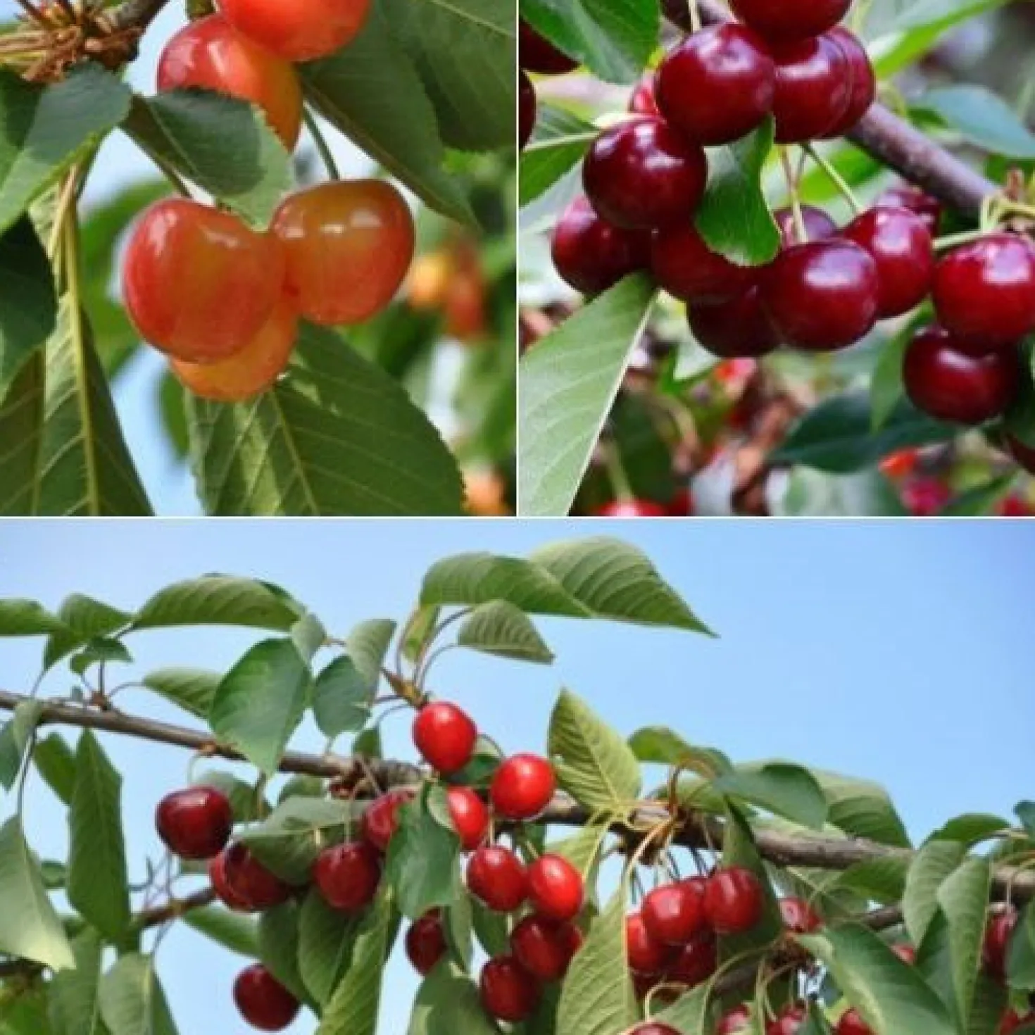Süßkirschen-Kollektion ‘Napoléon’, ‘Van’, ‘Summit’ (x3) - Kirschtrio, vielfältige Aromen