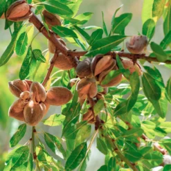 Süßmandel - Rosa Blüten, echte Mandeln