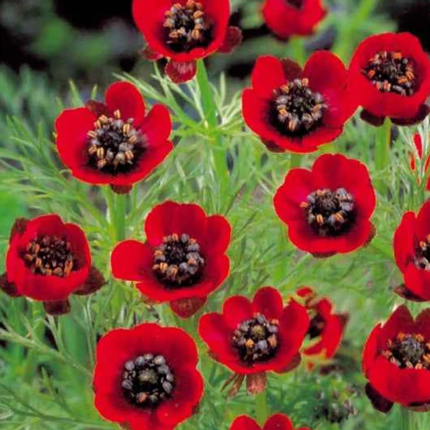 Sommer-Adonisröschen ‘Deep Red’ - Tiefrote Blüten den Sommer über