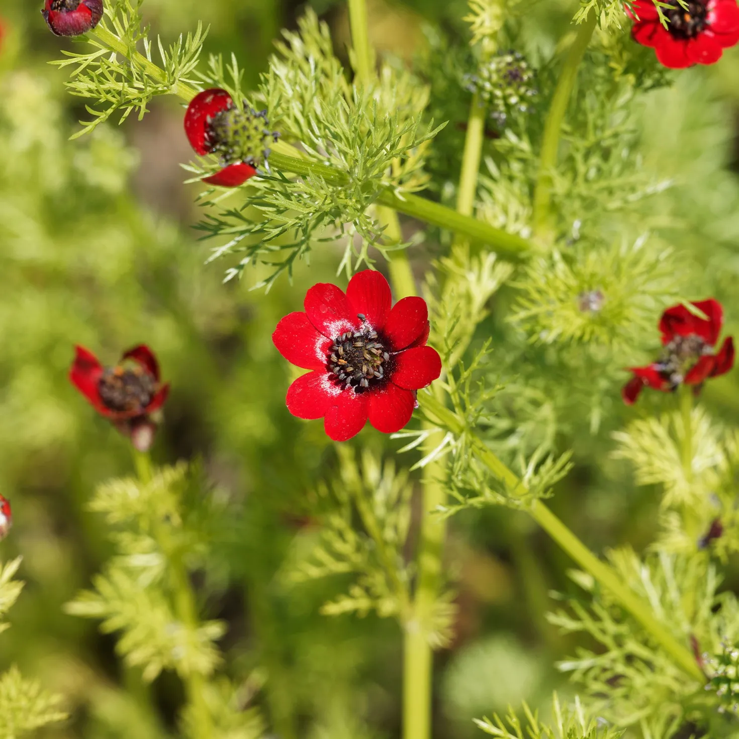 Sommer-Adonisröschen ‘Deep Red’ - Tiefrote Blüten den Sommer über
