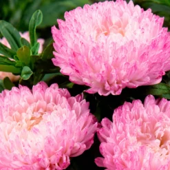 Sommeraster Garden Jewel rosa - Rosa Blüten für frische Sträuße