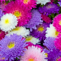 Sommerastern-Kollektion - Bunte Sträuße den ganzen Sommer