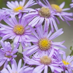 Sommer-Aster 'Rosa Erfüllung' - Farbe bis in den Herbst