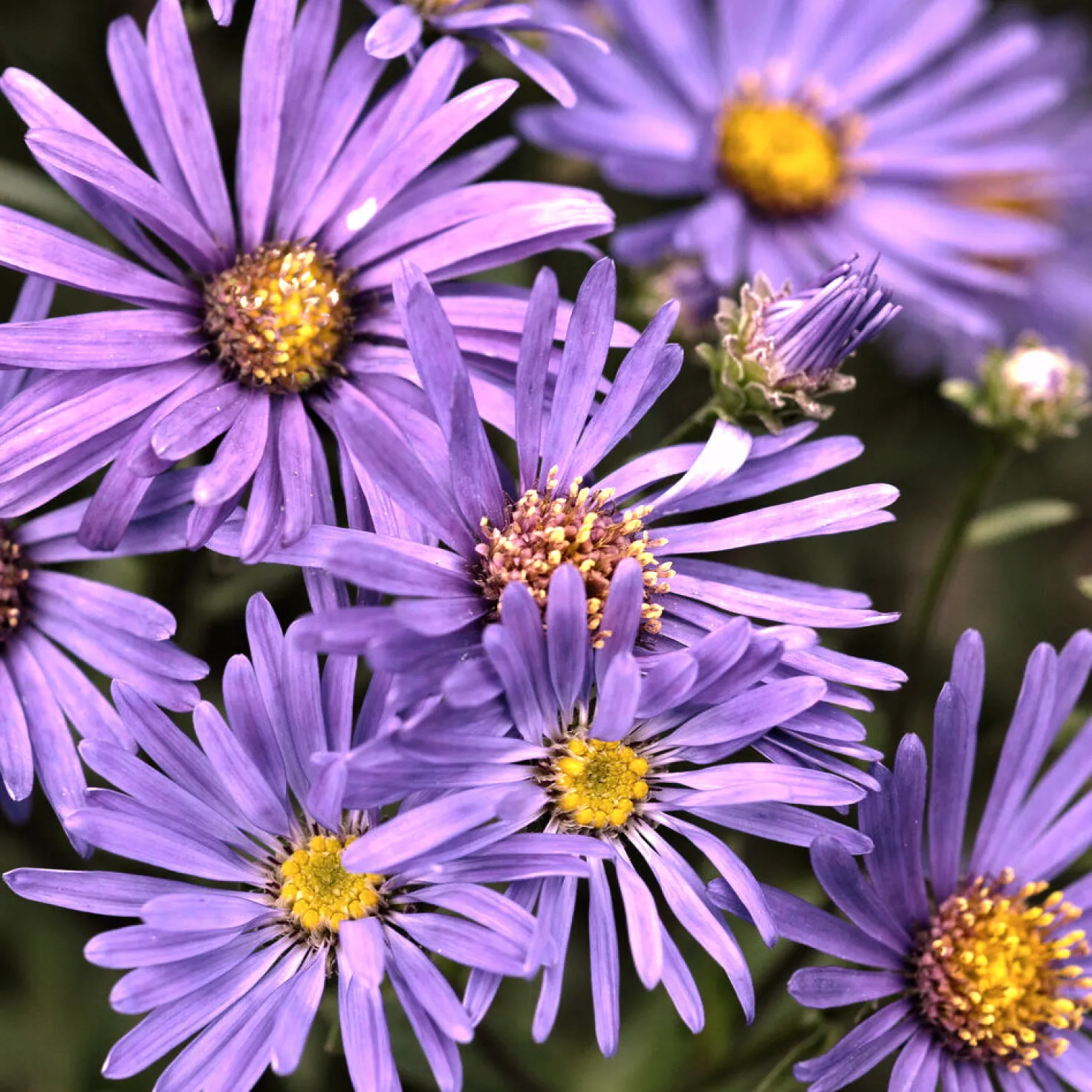 Sommer-Aster 'Veilchenkönigin' - Violette Blüten bis November
