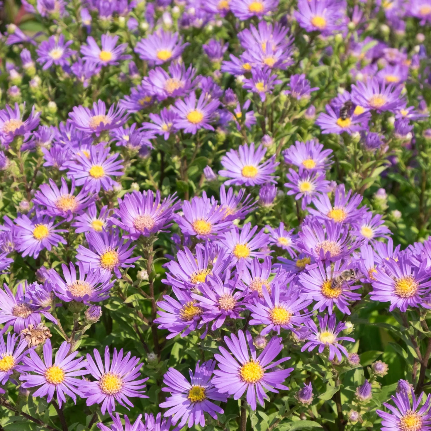 Sommer-Aster 'Veilchenkönigin' - Violette Blüten bis November