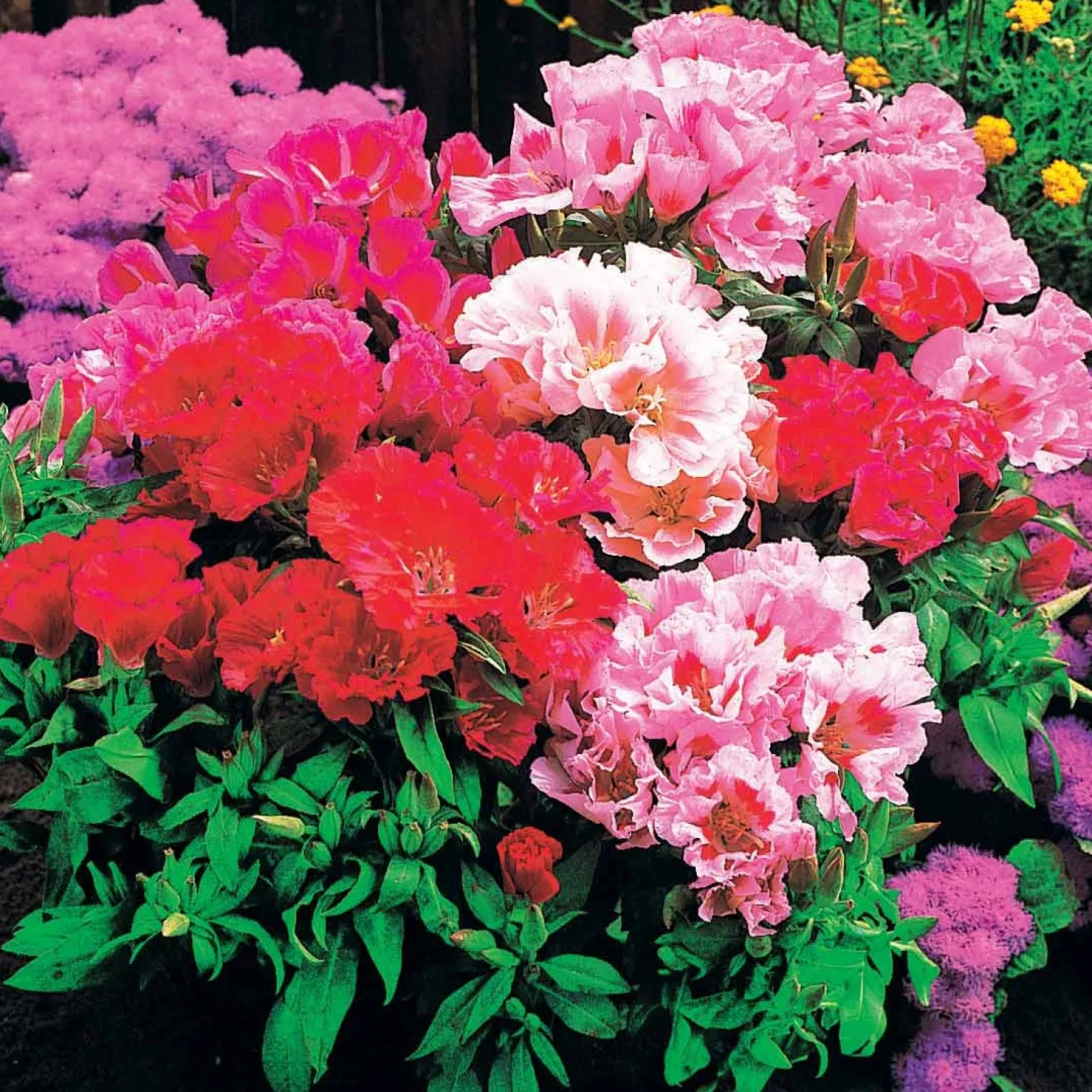 Sommerazaleen Mischung - Clarkia - Blütenfülle in nur 3 Monaten