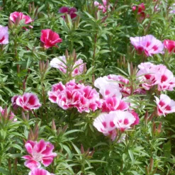 Sommerazaleen Mischung - Clarkia - Blütenfülle in nur 3 Monaten