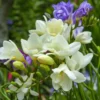 Sommerblüher-Blumenzwiebeln Mischung (x30) - Ein Sommer voller Farben