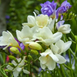 Sommerblüher-Blumenzwiebeln Mischung (x30) - Ein Sommer voller Farben