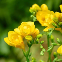 Sommerblüher-Blumenzwiebeln Mischung (x30) - Ein Sommer voller Farben