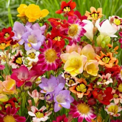Sommerblüher-Blumenzwiebeln Mischung (x30) - Ein Sommer voller Farben