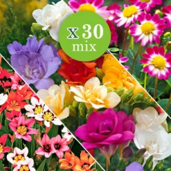 Sommerblüher-Blumenzwiebeln Mischung (x30) - Ein Sommer voller Farben