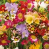Sommerblüher-Zwiebeln Mix fürs Beet (x27) - Blütenfarben den ganzen Sommer