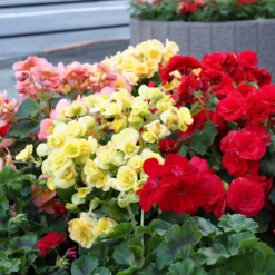 Sommerblumen-Beet-Mix 1,5 m² - Ein fertiges Blütenbeet
