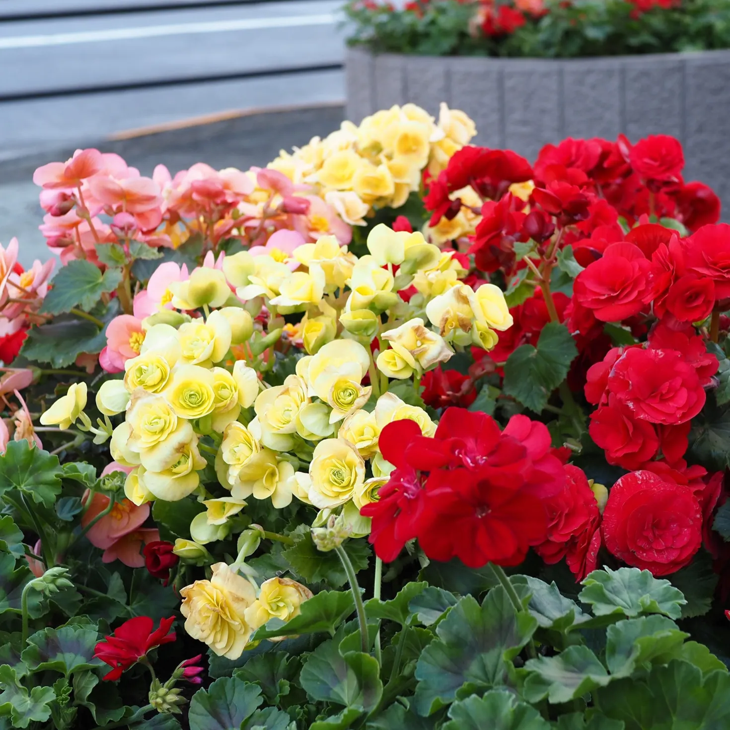 Sommerblumen-Beet-Mix 1,5 m² - Ein fertiges Blütenbeet