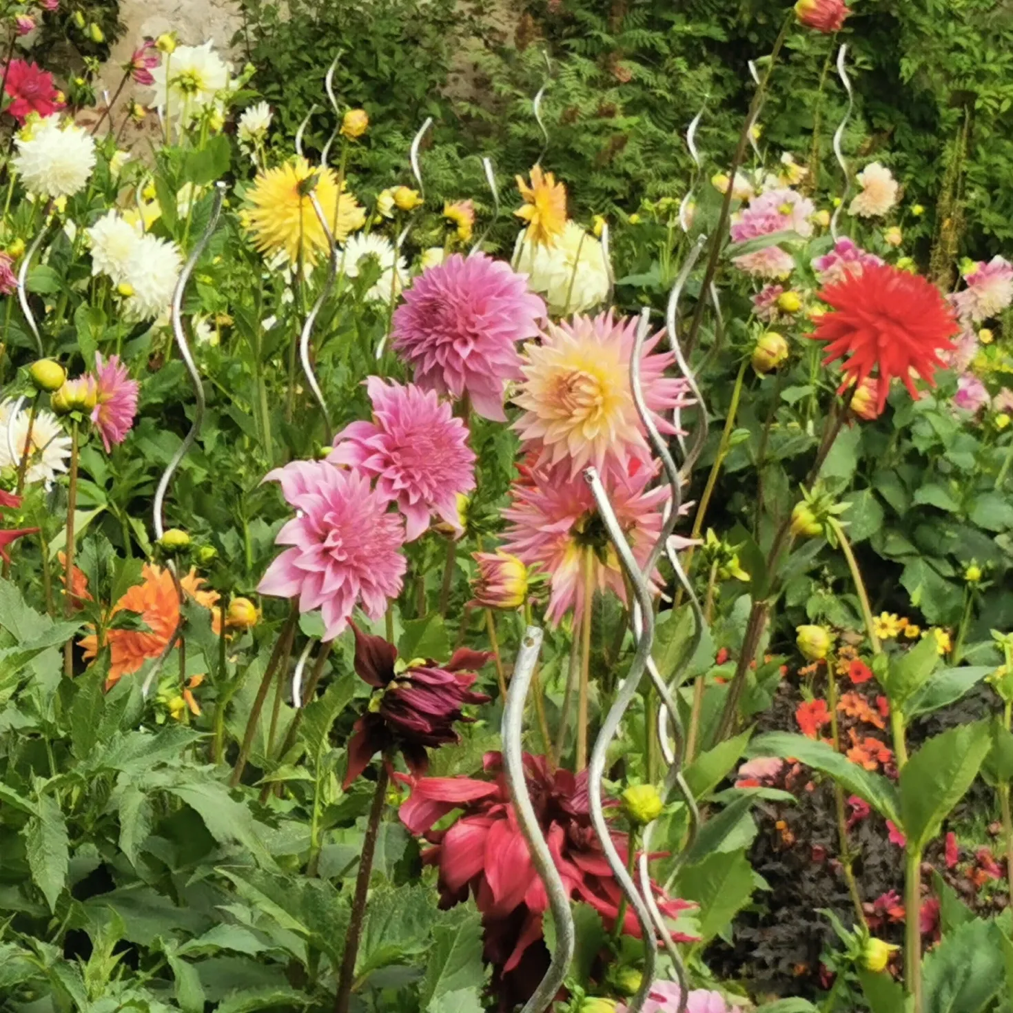 Sommerblumen-Beet-Mix 1,5 m² - Ein fertiges Blütenbeet